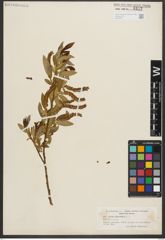 Foto von Salix triandra L.